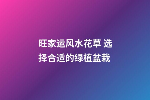 旺家运风水花草 选择合适的绿植盆栽